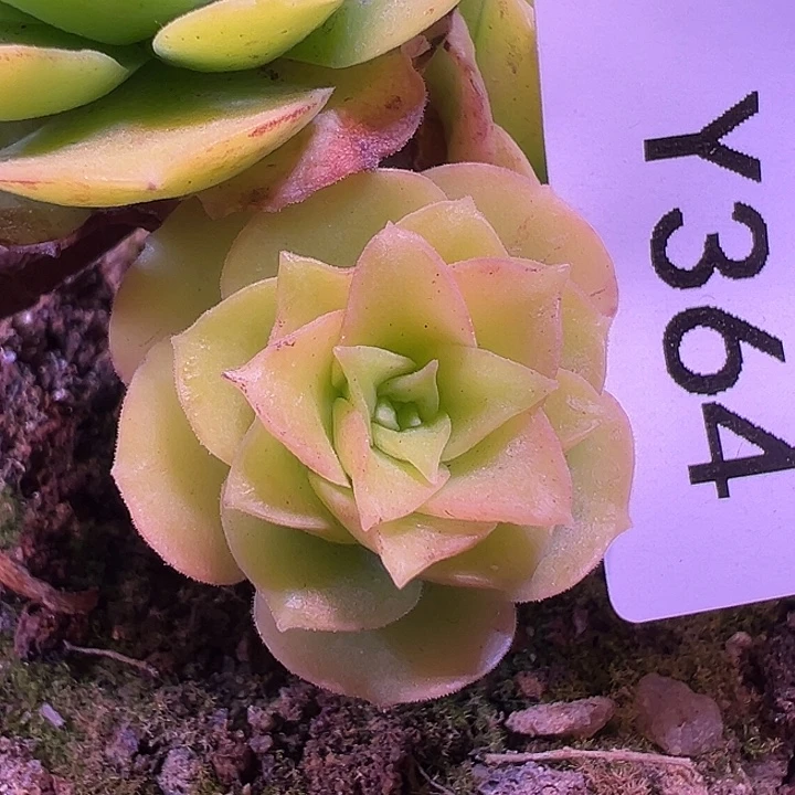 杨364 飞天女娲侧芽