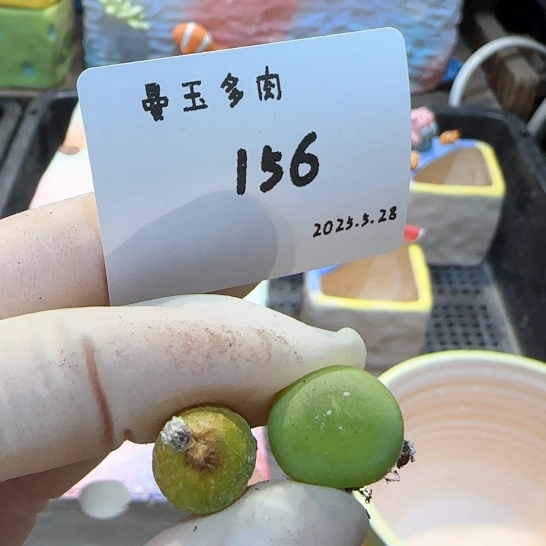 不***?多肉多肉多肉5.28-156