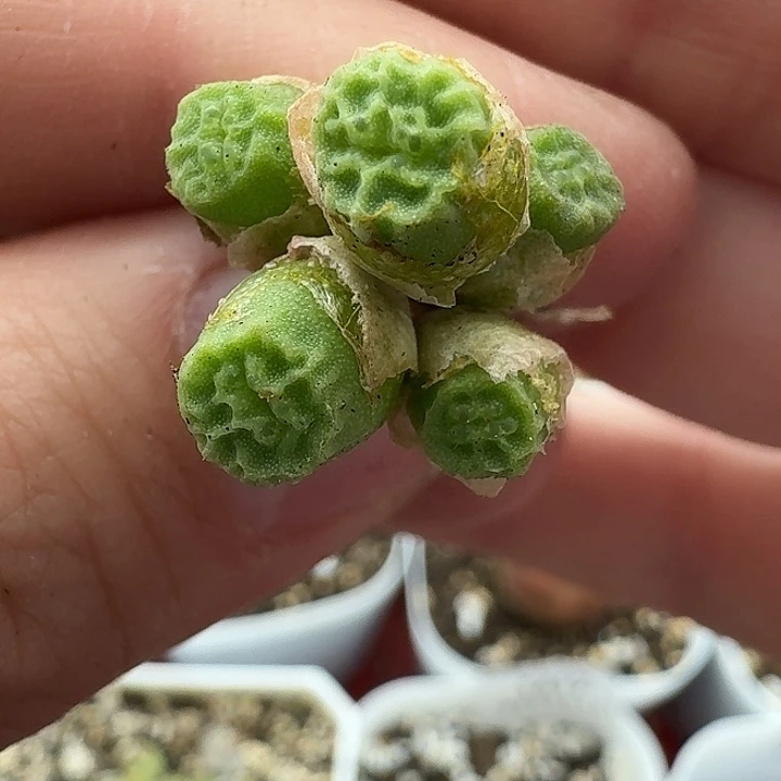 老马生石花烧卖1438