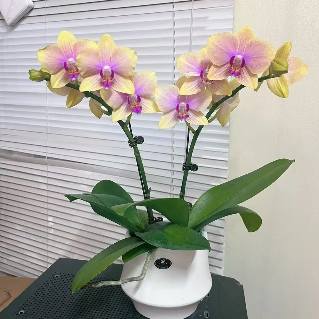 蝴蝶兰【香冠】带香型  室内好养 懒人花花广州基地直发