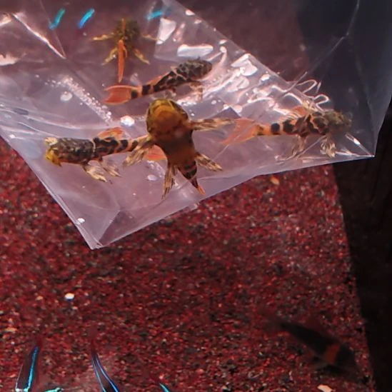 工具鱼600 尺寸3.0/3.5cm  2只中通