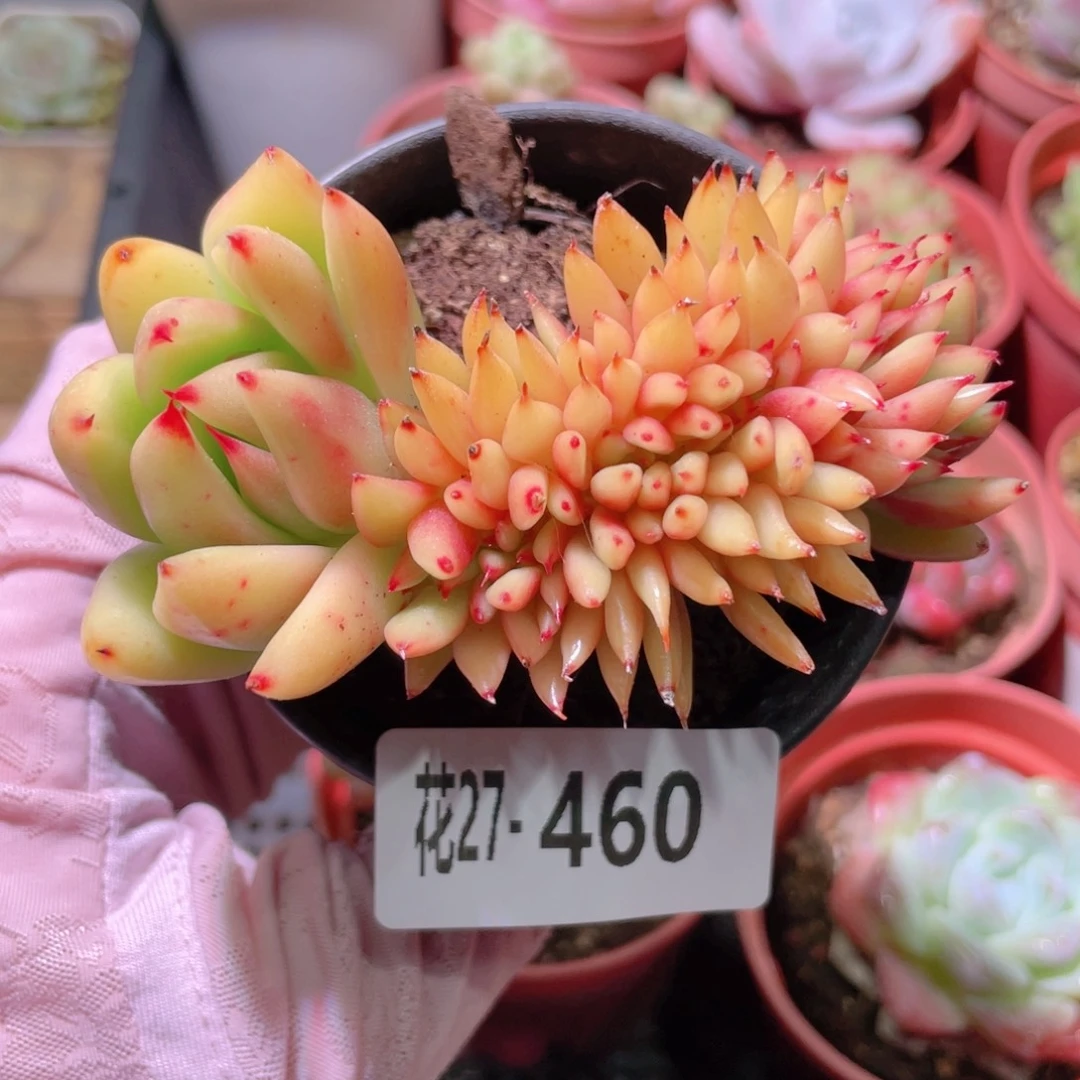 花利美27-460乌木缀化