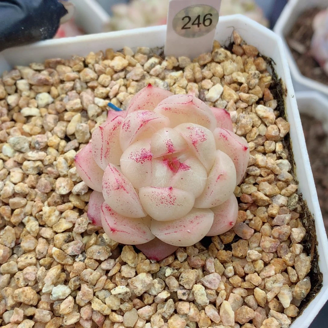 卿麦秆58包邮  群生不包整卿