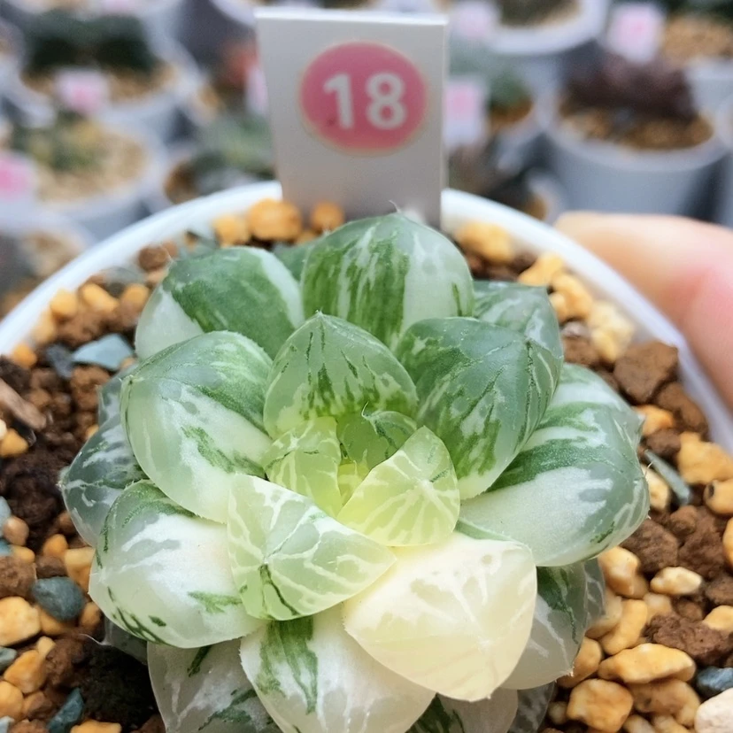 【闪购商品】18玛琳锦