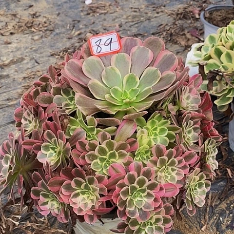 凤冠老了桩捧花89号