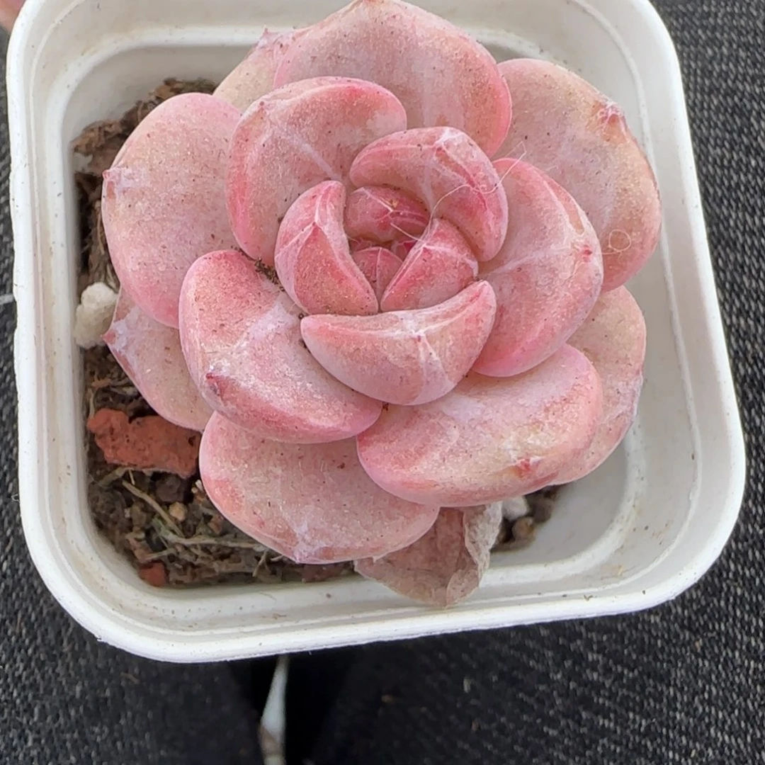 多肉小卡拉米糖心一物一拍