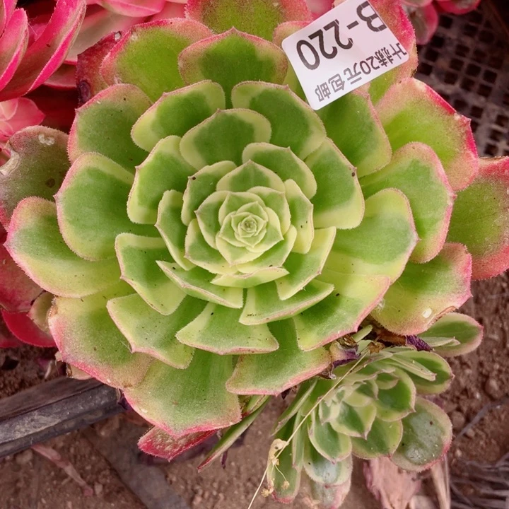 220玉资20包邮1134578多肉