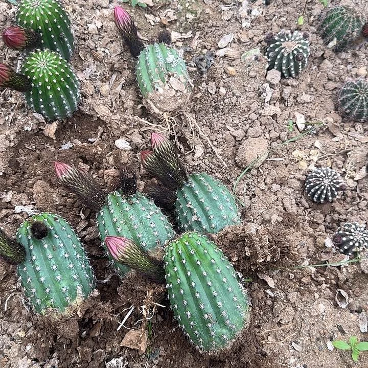 山**球毛花法3。20的毛花柱