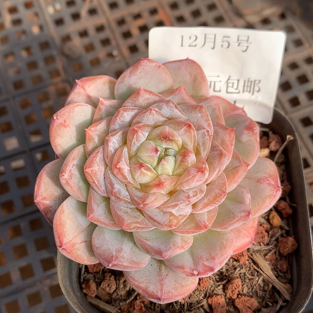 【闪购商品】云1011号