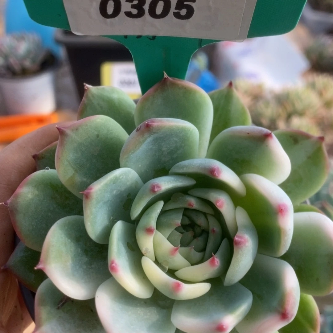 305锦锦锦锦锦锦