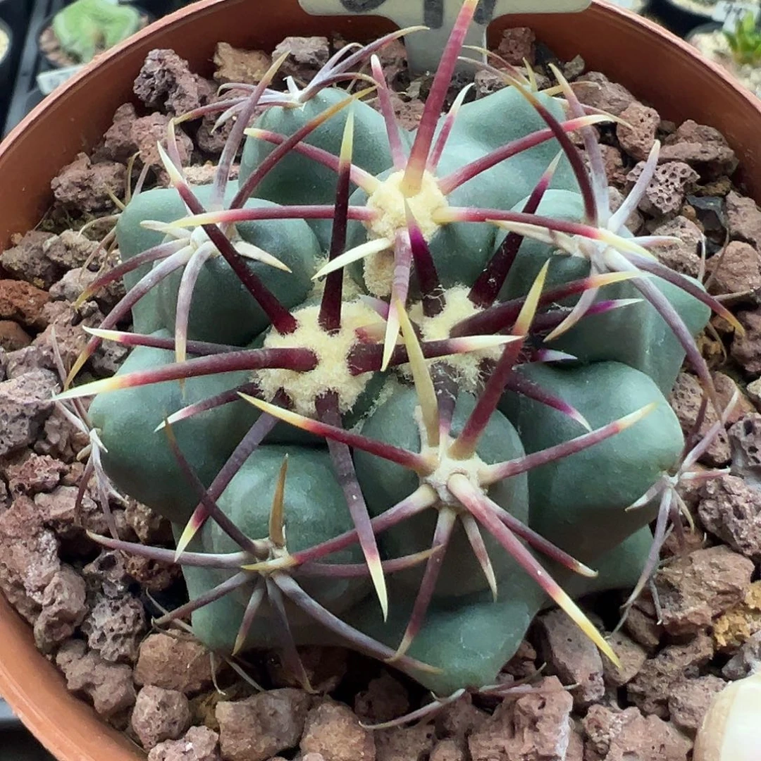 699强中刺大红鹰实生