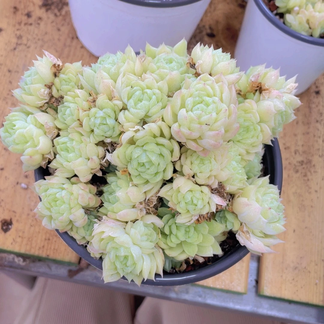 1118号 白底麦秆大群生一个不包整带土球发货