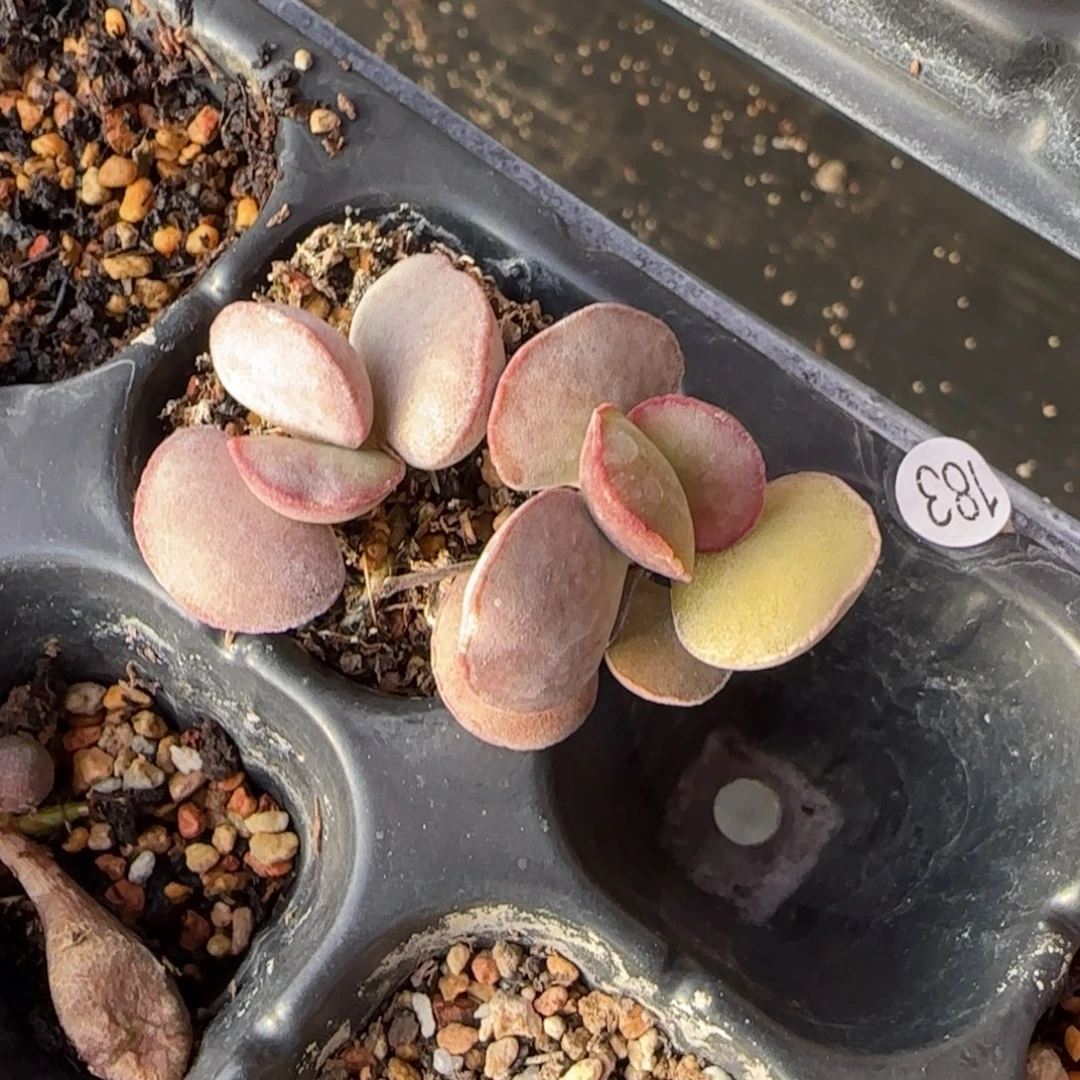 紫蛋水泡多肉植物水泡