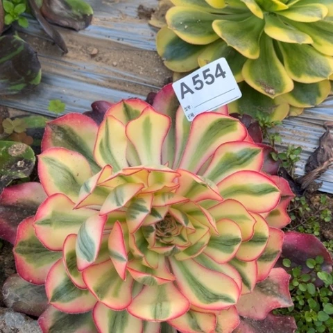 多肉植物爱丽斯锦