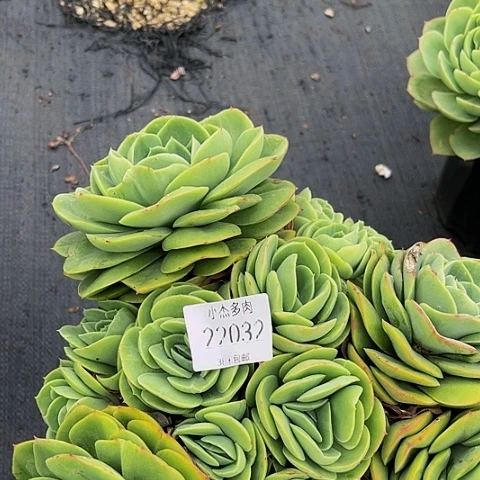 沐**春桃花坞群22032