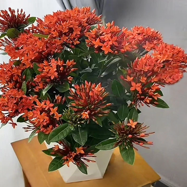 【带花苞】龙船花绣球花绿植花苗四季开花盆栽庭院阳台植物花卉