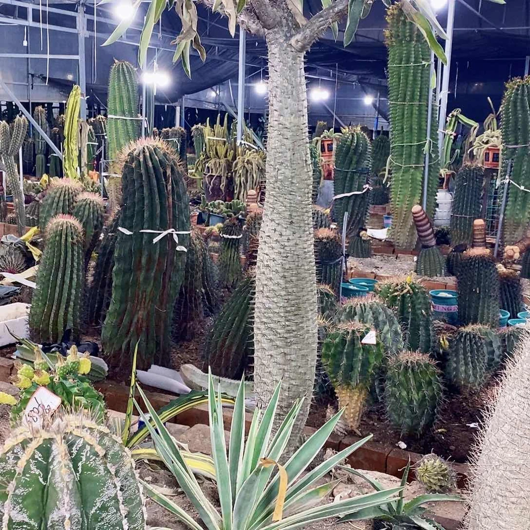 姜*约000000000000000000000