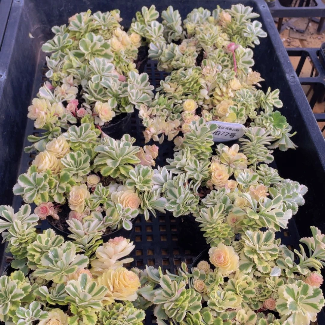 量拍77号 亚特兰蒂斯锦一盆