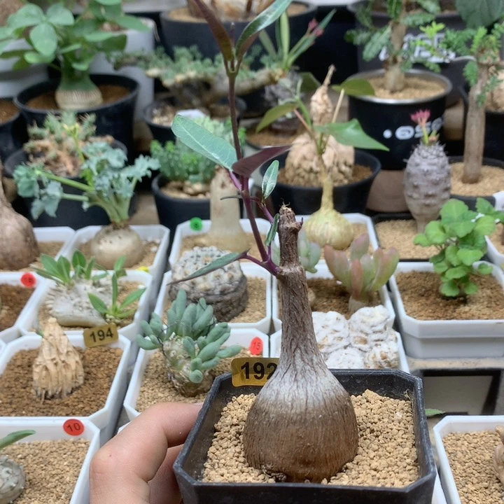 实生紫背罗摩带盆192