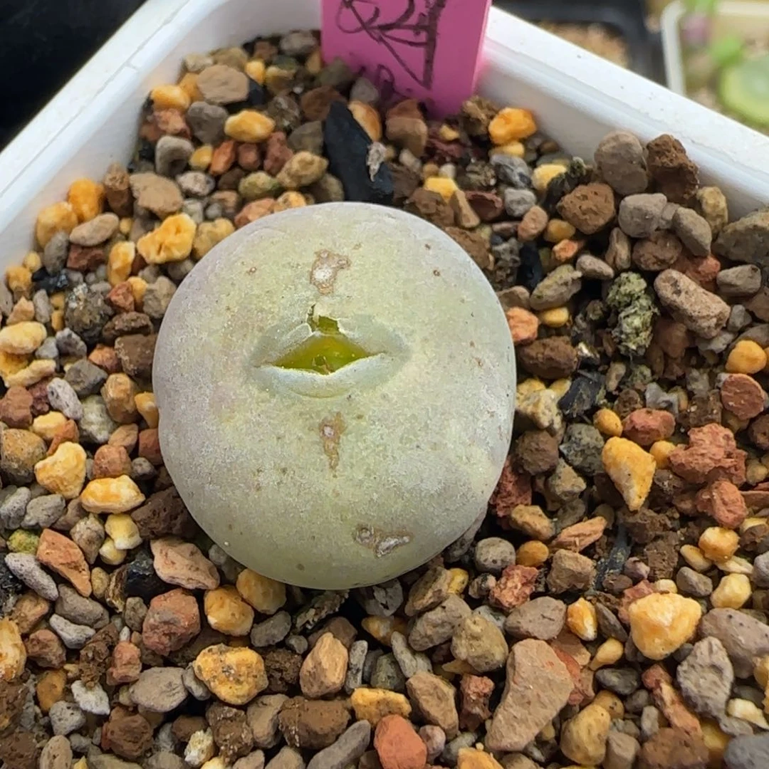 多肉植物拉姆锦母本113号