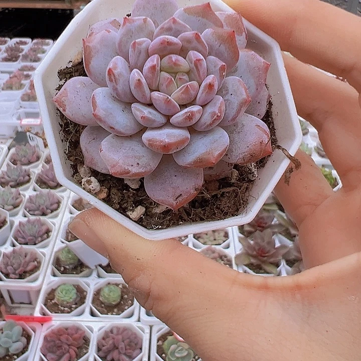 单头玉芙蓉19包邮多肉
