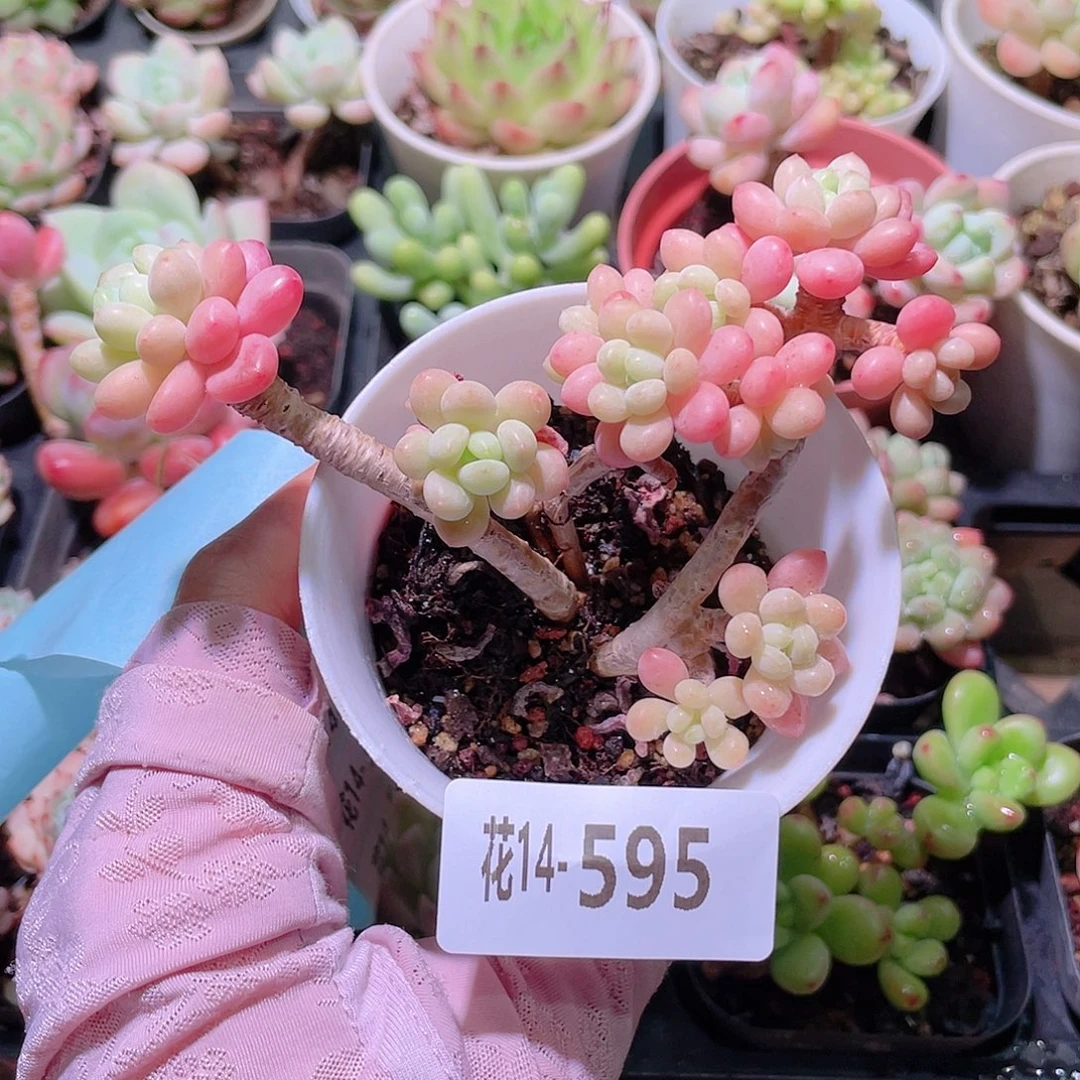 花利美14-595洛可可