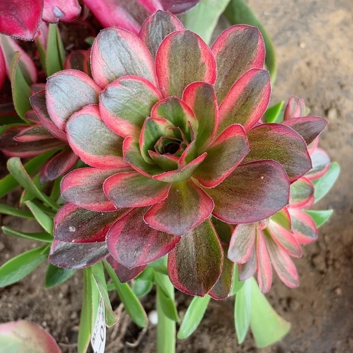 39魅金嫁接多肉2不包掉头12345678