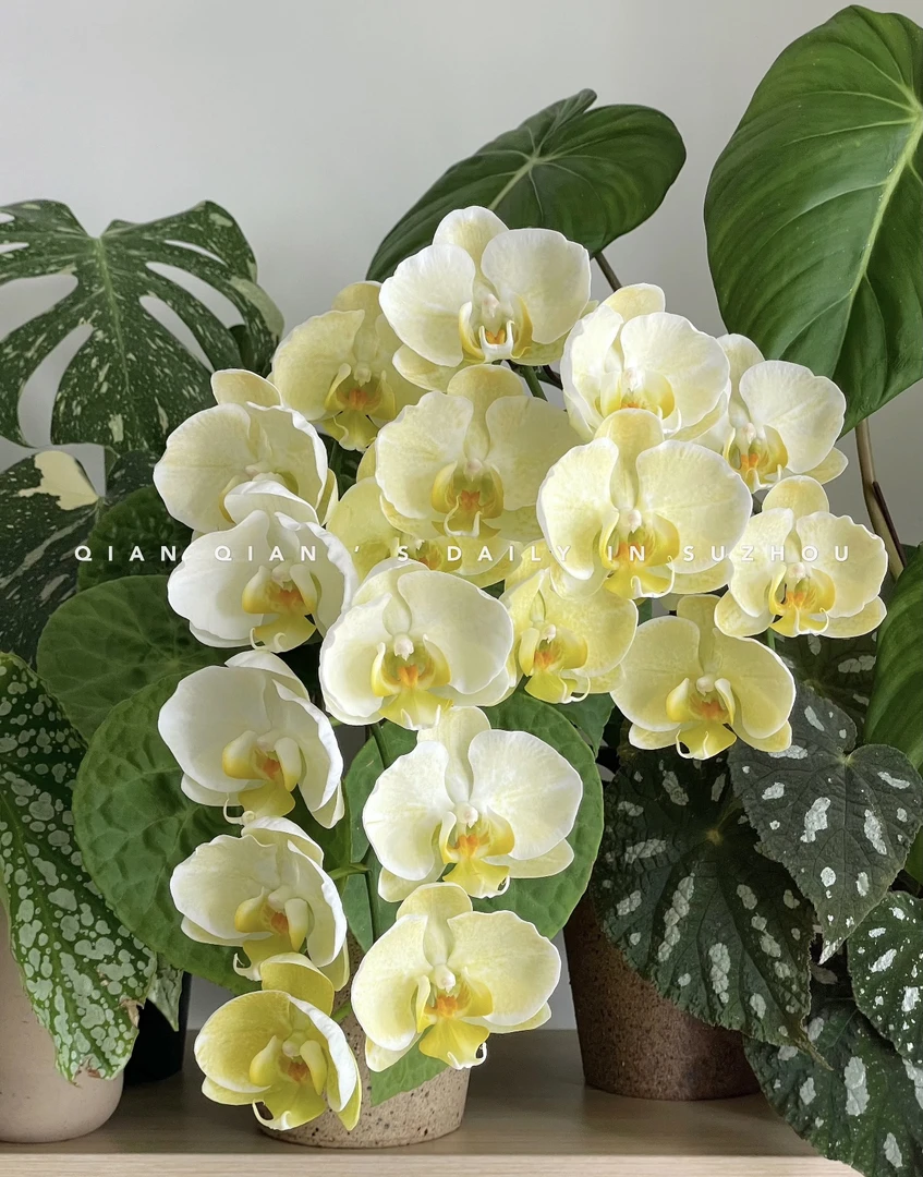 【金边蕾丝叶损】蝴蝶兰金边蕾丝2.8寸未出梗发货（爆根）
