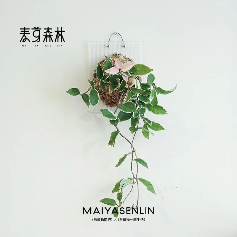 三色球兰粉色锦色球金边花卉绿植阳台垂吊攀援开花植物盆栽室内