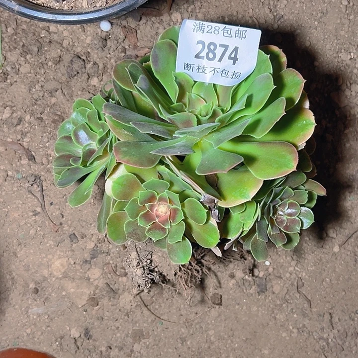 2874香妃多肉植物保护