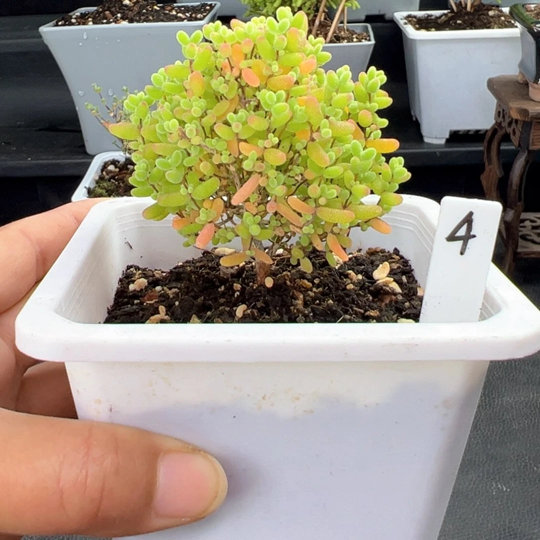 蜜橘糖球4号10厘米盆