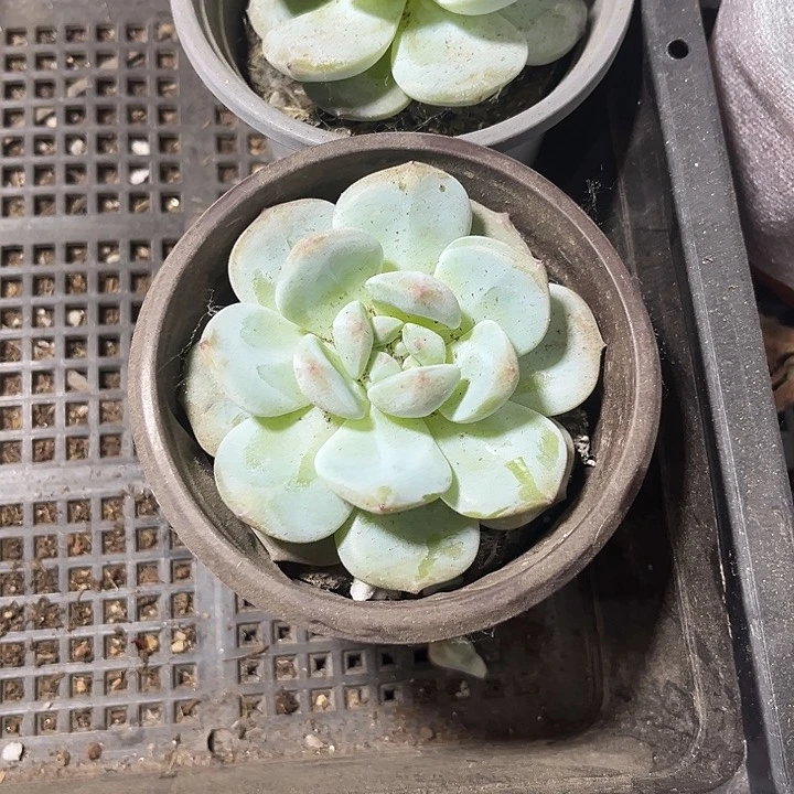 90盆星影带盆土发