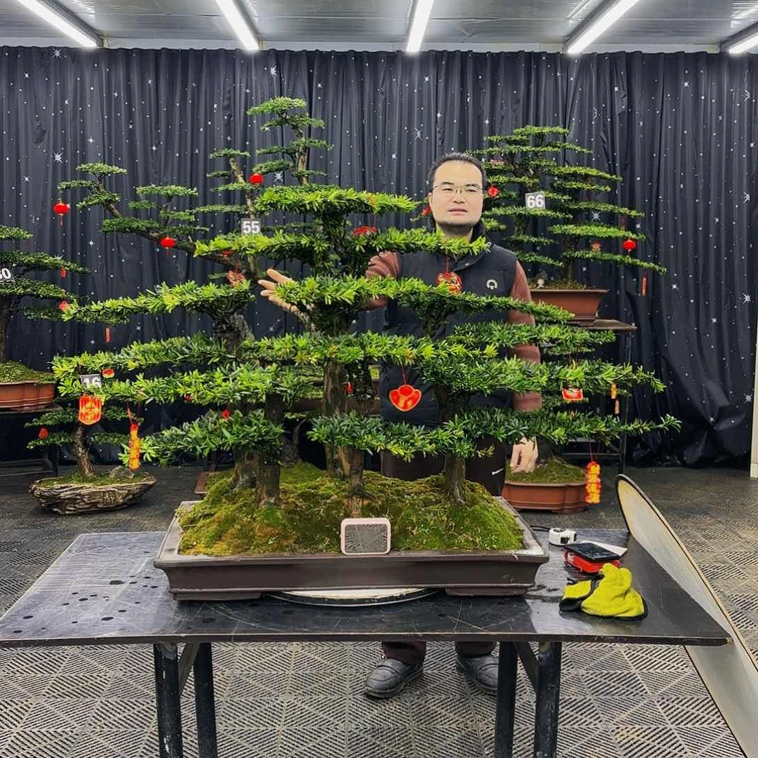 松树柏树造型盆景