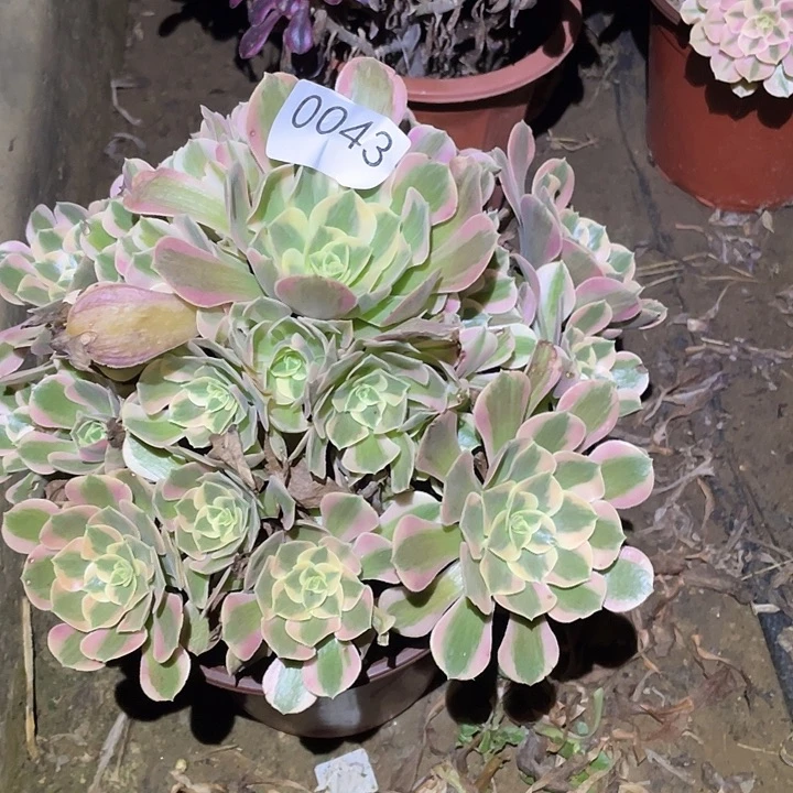 多肉植物法师43分女郎