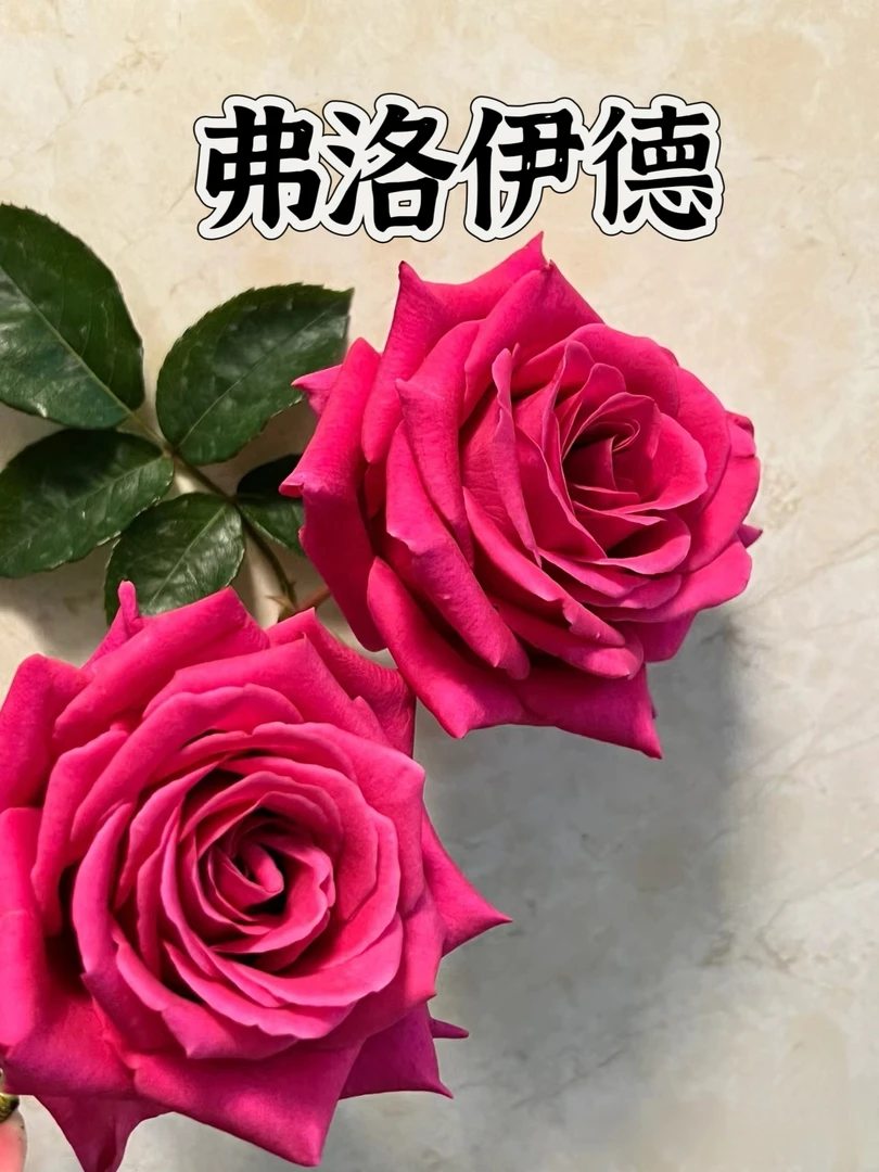 【弗洛伊德】精选月季 大花切花 纯露天高抗适应性强实生根接苗