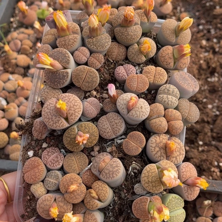 一盒一箭之遥888888888