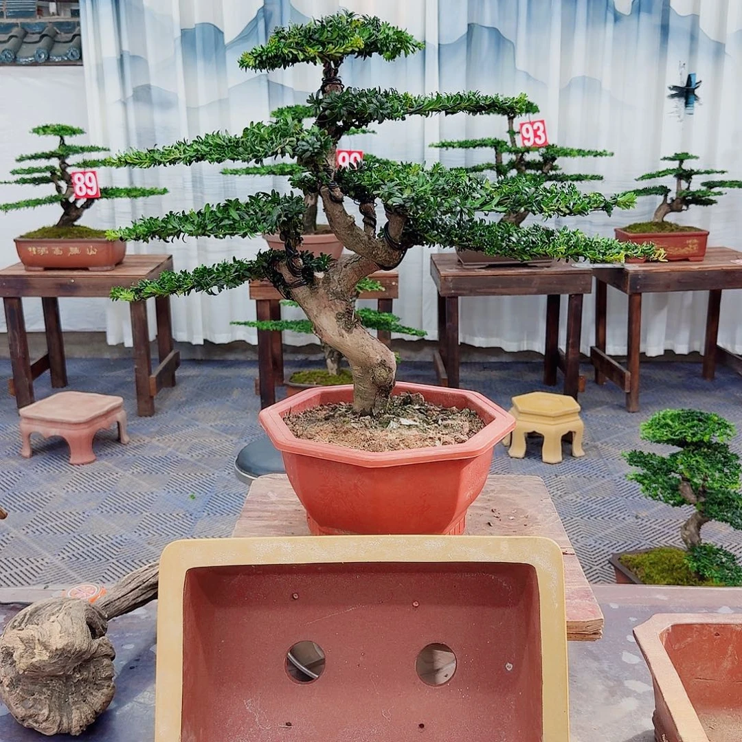 无花朵罗汉松一物一拍888
