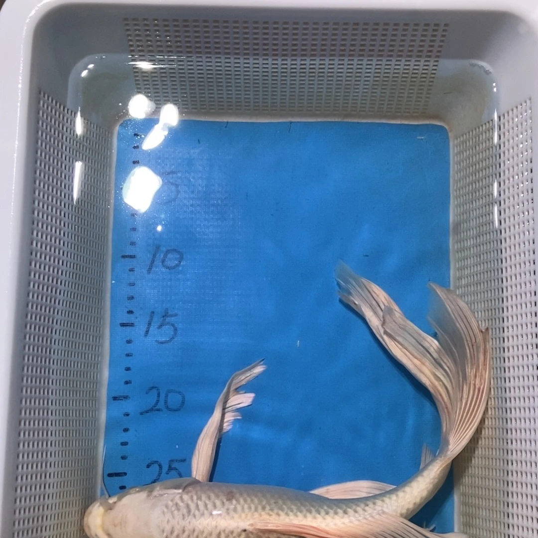 锦鲤锦鲤包邮包售后