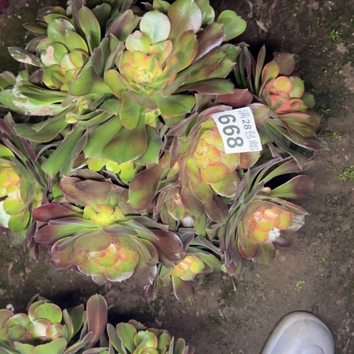 668香妃多肉植物