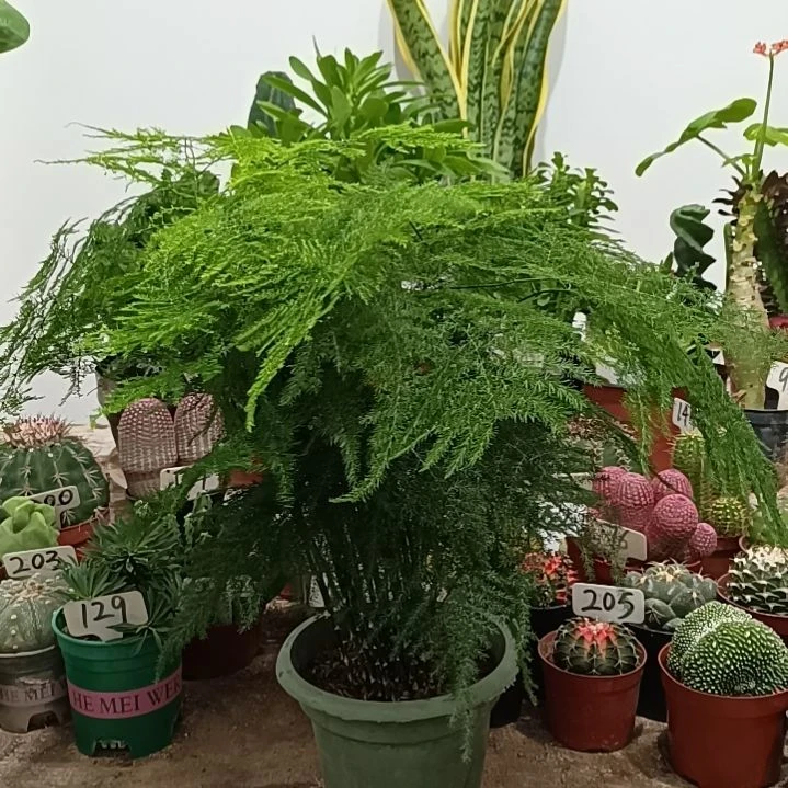 当前无花朵，栽培后可花朵文竹    20元