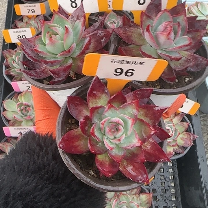 珍***87、81、96 惊鸿仙子多肉植物6-9cm