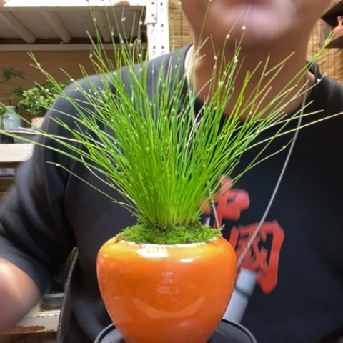 红陶一物一拍所见即所得200