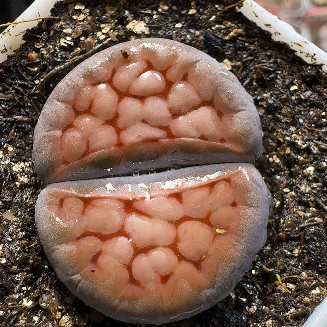 生石花23:：。  138