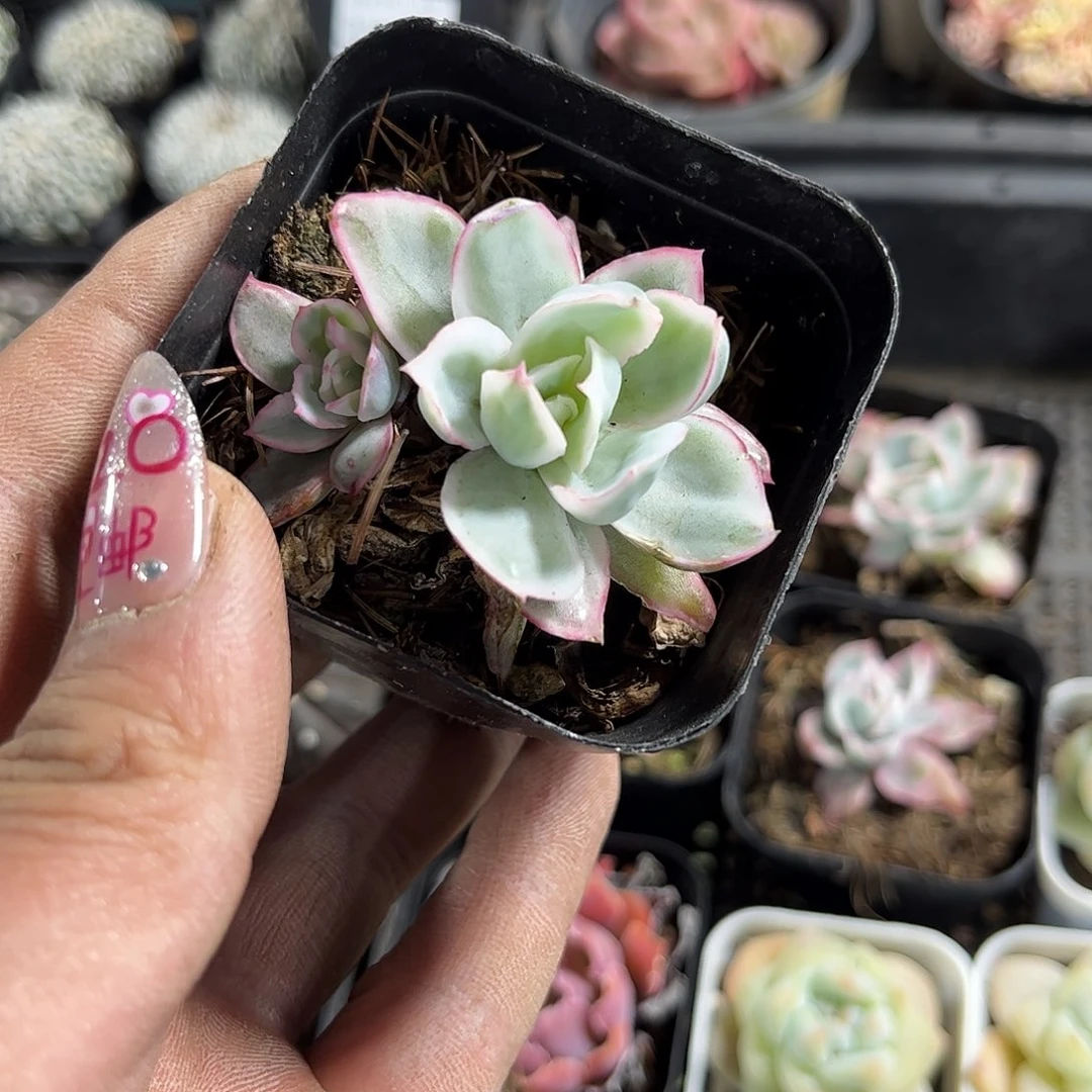 欧**漏26049一物一拍单头