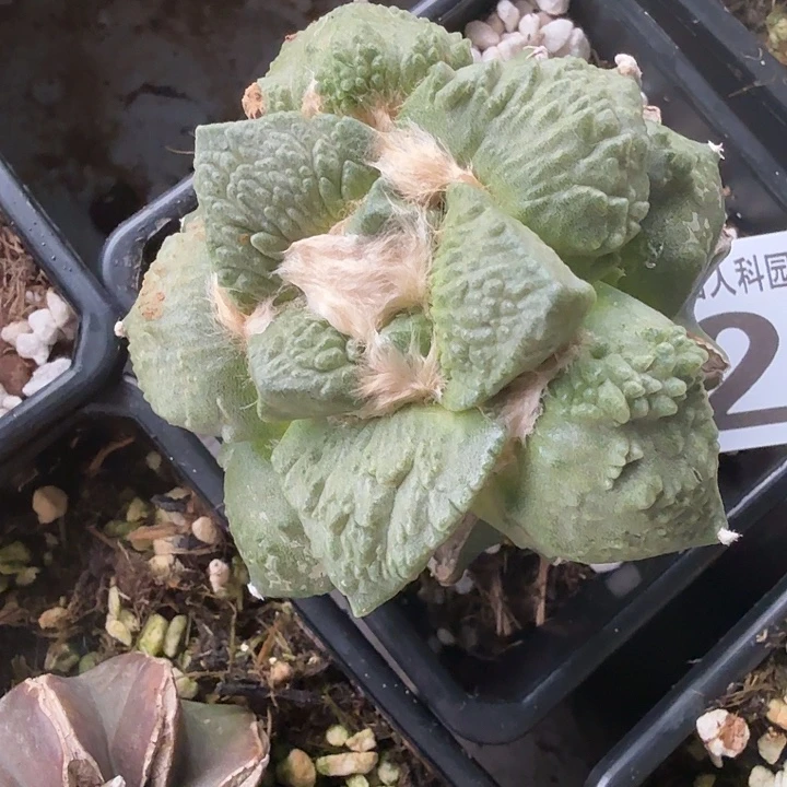 无花朵207变异尤哥怒牡丹东三