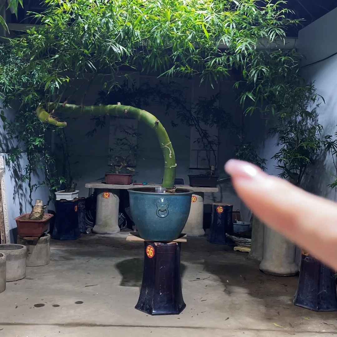 黑***钲无花朵小叶簕竹熟桩陶瓷盆一物一拍