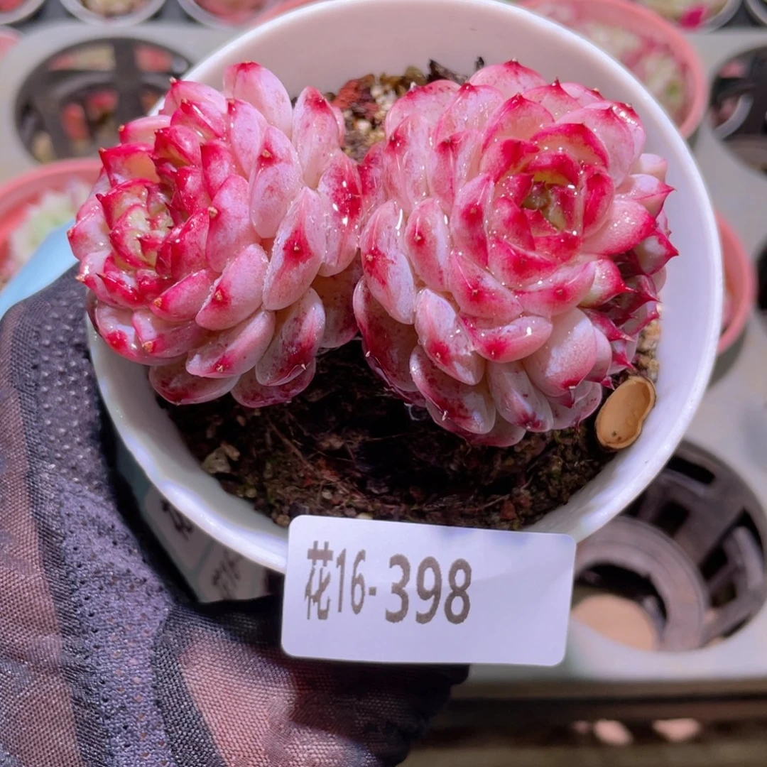 花利美16-398天鹅绒