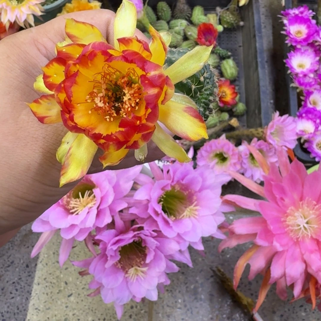 217丽花火凤凰歪无根侧牙3公分左右，20包邮