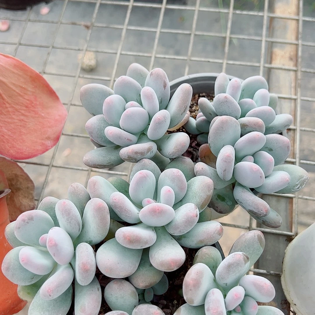 桃美人多头造型精控二盆