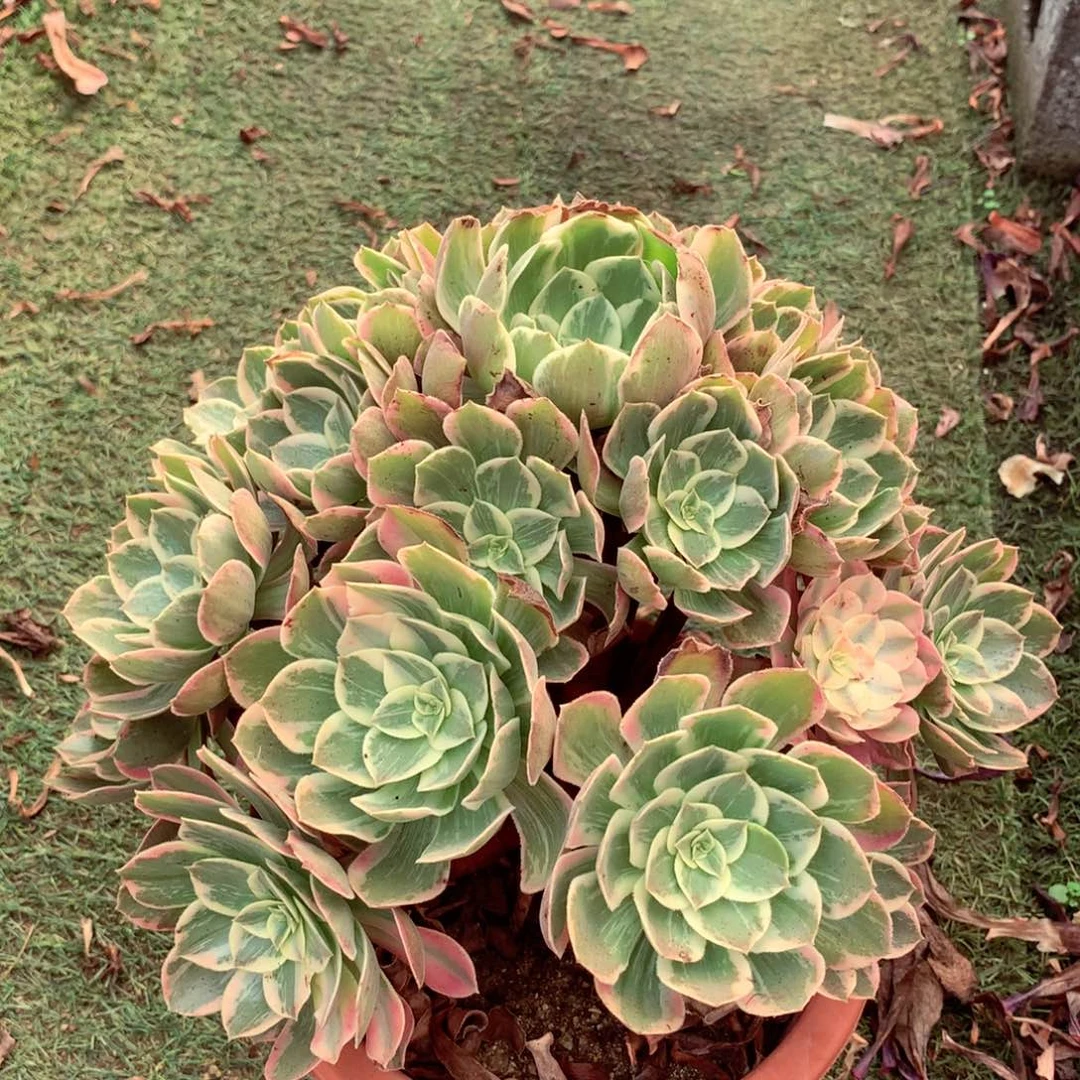 浣纱捧花,两颗包邮